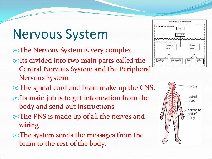 Nervous System The Nervous System is very complex. Its divided into two main parts