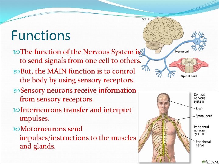 Functions The function of the Nervous System is to send signals from one cell