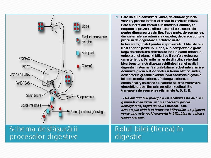 � Este un fluid consistent, amar, de culoare galbenverzuie, produs in ficat si stocat