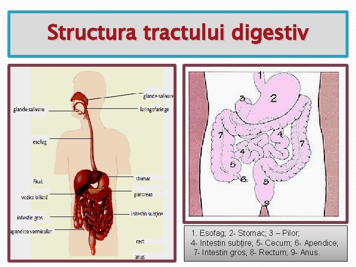 Structura tractului digestiv 1. Esofag; 2 - Stomac; 3 – Pilor; 4 - Intestin