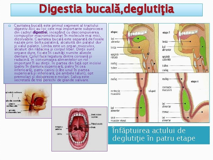 Digestia bucală, deglutiţia � Cavitatea bucală este primul segment al tractului digestiv Aici au