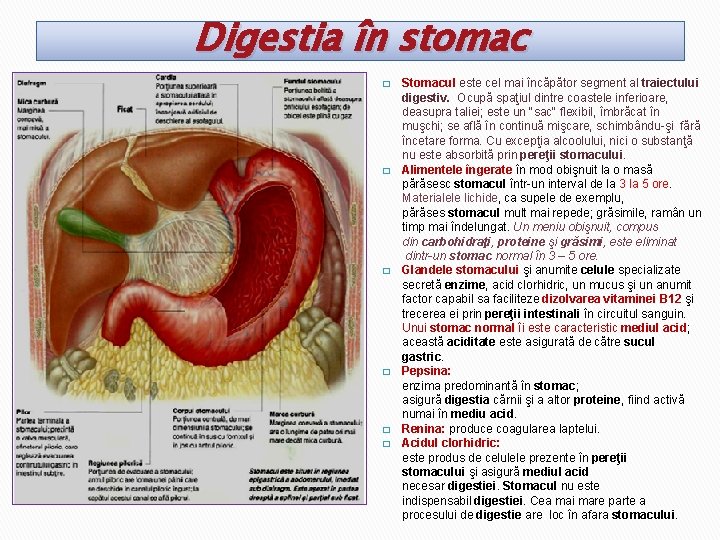 Digestia în stomac Stomacul este cel mai încăpător segment al traiectului digestiv. Ocupă spaţiul