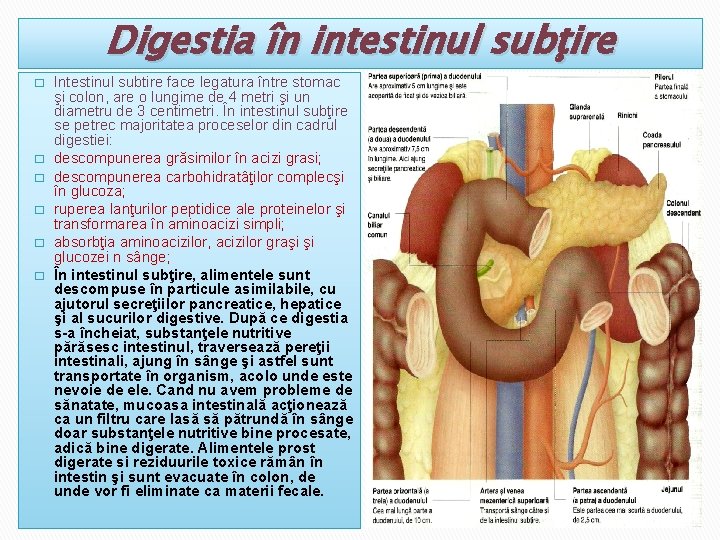 Digestia în intestinul subţire � � � Intestinul subtire face legatura între stomac şi