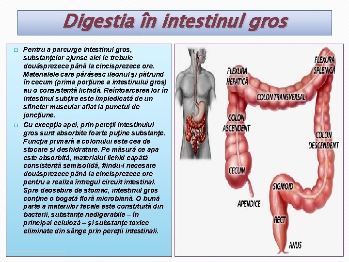Digestia în intestinul gros � � Pentru a parcurge intestinul gros, substanţelor ajunse aici
