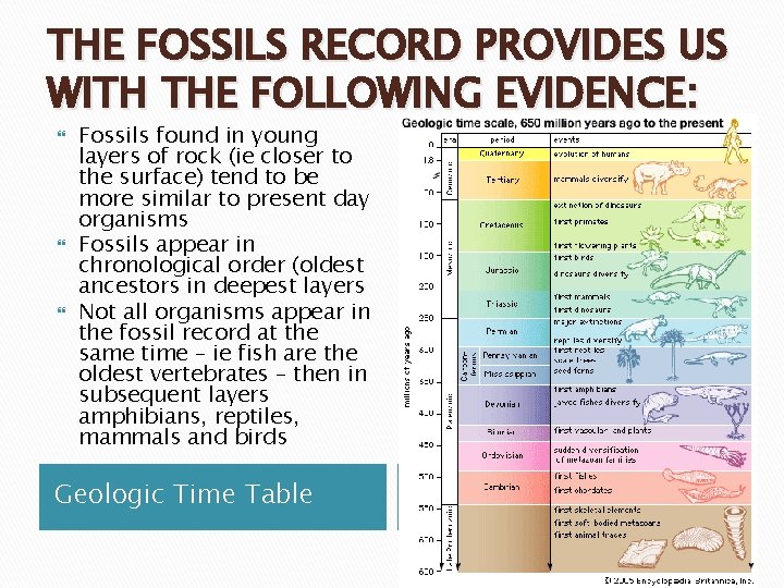 THE FOSSILS RECORD PROVIDES US WITH THE FOLLOWING EVIDENCE: Fossils found in young layers