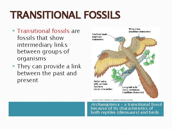 TRANSITIONAL FOSSILS Transitional fossils are fossils that show intermediary links between groups of organisms TRANSITIONAL FOSSILS Transitional fossils are fossils that show intermediary links between groups of organisms