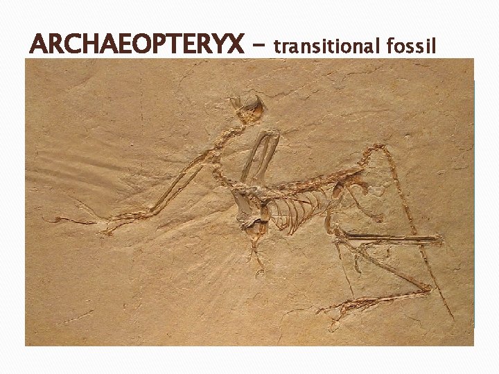 ARCHAEOPTERYX – transitional fossil ARCHAEOPTERYX – transitional fossil