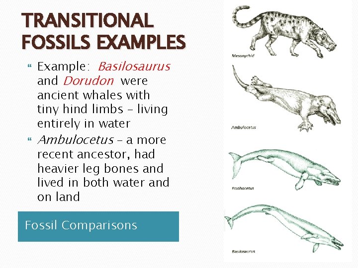 TRANSITIONAL FOSSILS EXAMPLES Example: Basilosaurus and Dorudon were ancient whales with tiny hind limbs