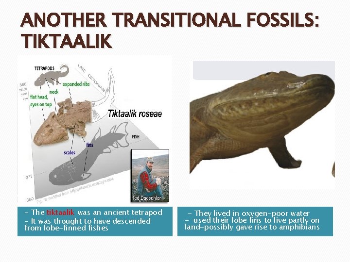 ANOTHER TRANSITIONAL FOSSILS: TIKTAALIK - The tiktaalik was an ancient tetrapod - It was ANOTHER TRANSITIONAL FOSSILS: TIKTAALIK - The tiktaalik was an ancient tetrapod - It was