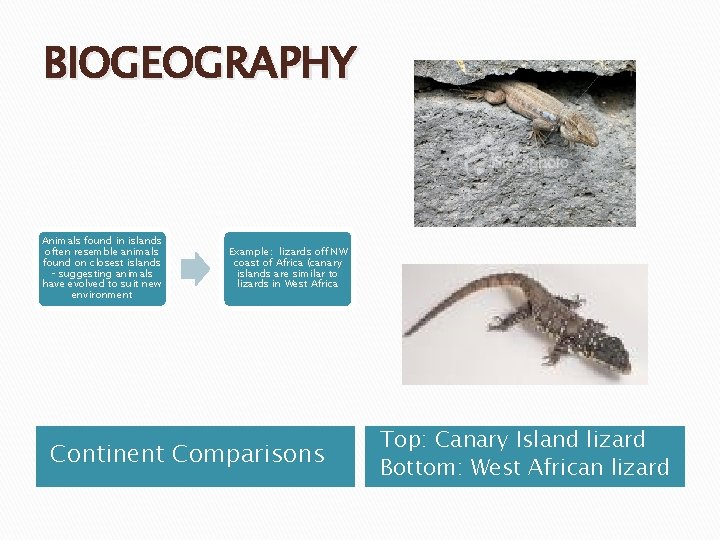 BIOGEOGRAPHY Animals found in islands often resemble animals found on closest islands – suggesting