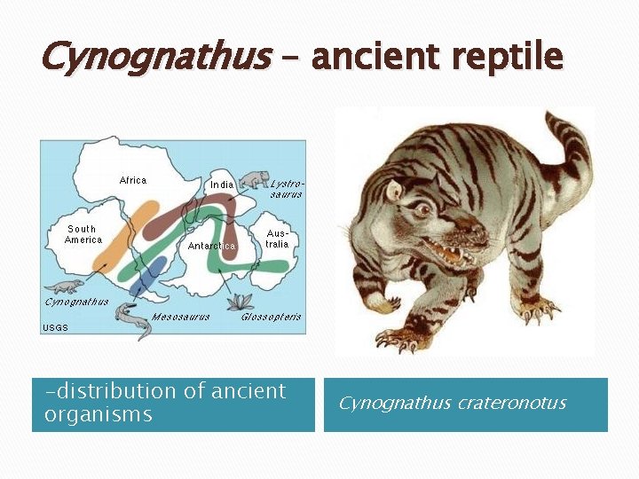Cynognathus – ancient reptile -distribution of ancient organisms Cynognathus crateronotus 