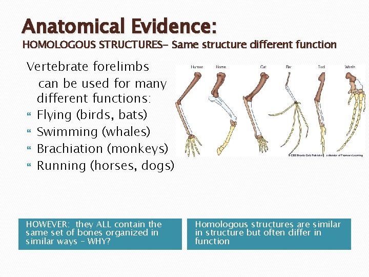 Anatomical Evidence: HOMOLOGOUS STRUCTURES- Same structure different function Vertebrate forelimbs can be used for