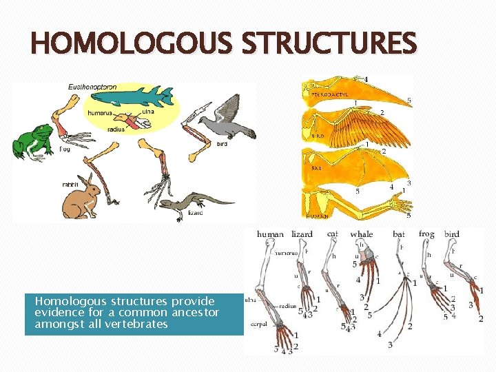 HOMOLOGOUS STRUCTURES Homologous structures provide evidence for a common ancestor amongst all vertebrates 