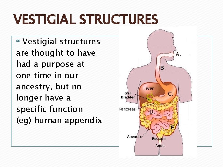 VESTIGIAL STRUCTURES Vestigial structures are thought to have had a purpose at one time VESTIGIAL STRUCTURES Vestigial structures are thought to have had a purpose at one time
