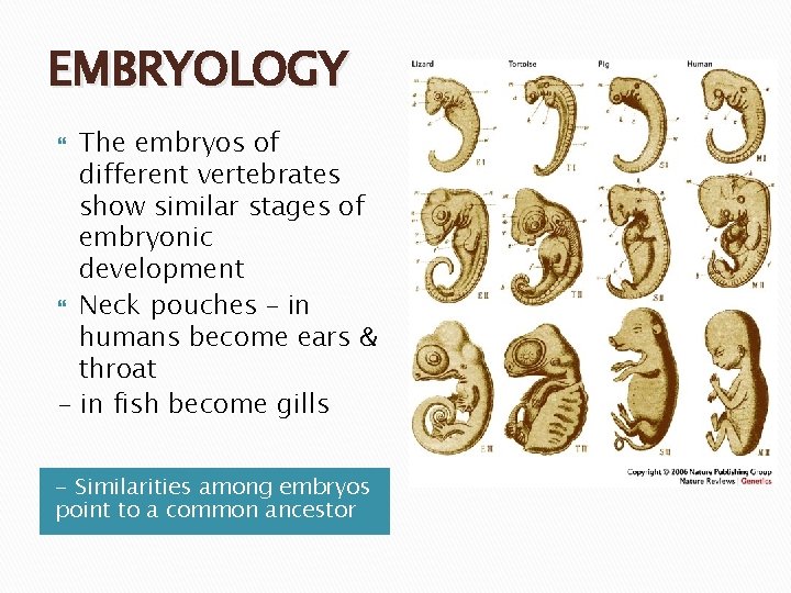 EMBRYOLOGY The embryos of different vertebrates show similar stages of embryonic development Neck pouches EMBRYOLOGY The embryos of different vertebrates show similar stages of embryonic development Neck pouches