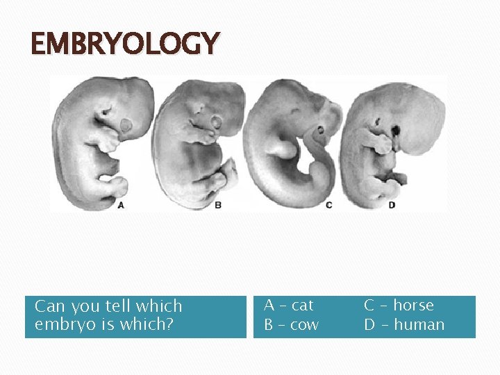 EMBRYOLOGY Can you tell which embryo is which? A – cat B – cow