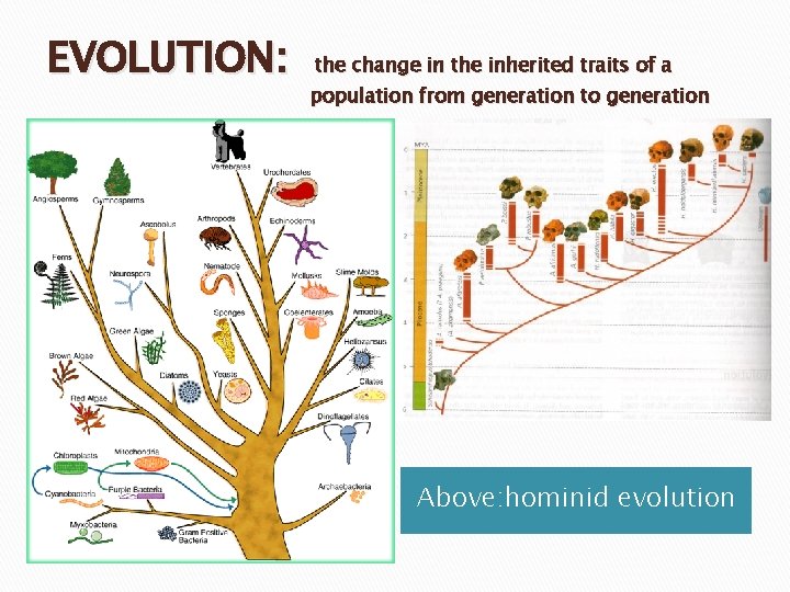 EVOLUTION: the change in the inherited traits of a population from generation to generation