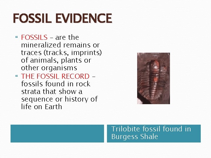 FOSSIL EVIDENCE FOSSILS – are the mineralized remains or traces (tracks, imprints) of animals,