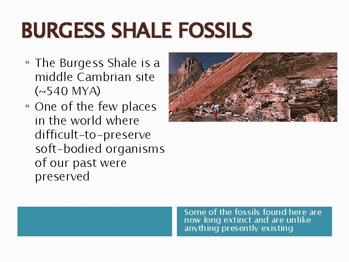 BURGESS SHALE FOSSILS The Burgess Shale is a middle Cambrian site (~540 MYA) One BURGESS SHALE FOSSILS The Burgess Shale is a middle Cambrian site (~540 MYA) One