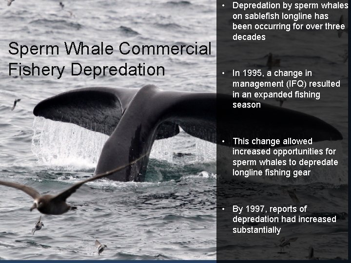  • Depredation by sperm whales on sablefish longline has been occurring for over