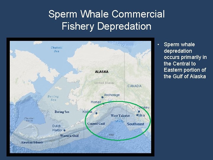 Sperm Whale Commercial Fishery Depredation • Sperm whale depredation occurs primarily in the Central