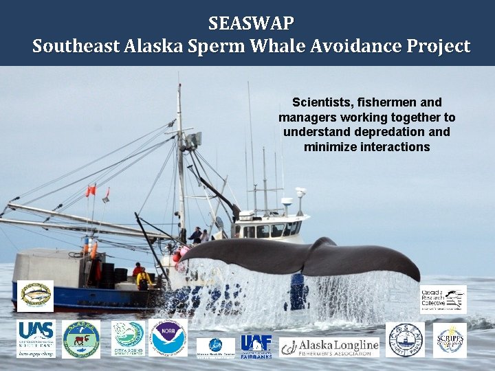 SEASWAP Southeast Alaska Sperm Whale Avoidance Project Scientists, fishermen and managers working together to