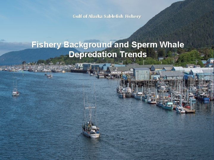 Gulf of Alaska Sablefish Fishery Background and Sperm Whale Depredation Trends 