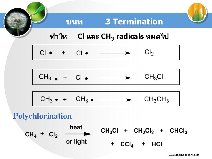 ขนท ทำให 3 Termination Cl และ CH 3 radicals หมดไป Polychlorination www. themegallery. com