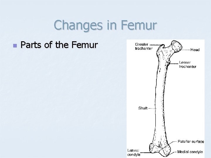 Changes in Femur n Parts of the Femur 