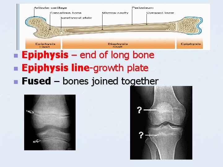 n n n Epiphysis – end of long bone Epiphysis line-growth plate Fused –