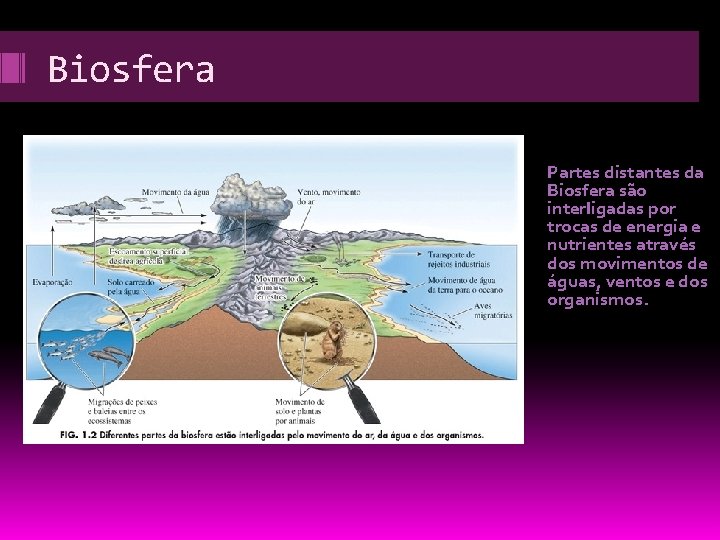 Biosfera Partes distantes da Biosfera são interligadas por trocas de energia e nutrientes através