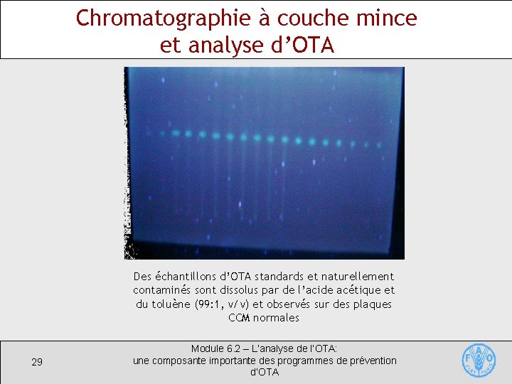 Chromatographie à couche mince et analyse d’OTA Des échantillons d’OTA standards et naturellement contaminés