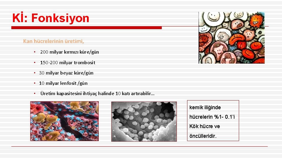 Kİ: Fonksiyon Kan hücrelerinin üretimi, • 200 milyar kırmızı küre/gün • 150 -200 milyar