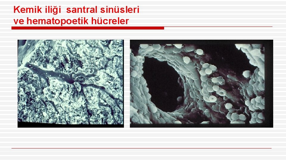 Kemik iliği santral sinüsleri ve hematopoetik hücreler 