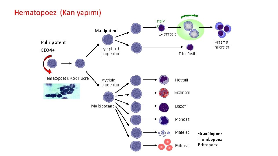 Hematopoez (Kan yapımı) Multipotent naïv e B-lenfosit Puliripotent CD 34+ Hematopoetik Kök Hücre Lymphoid
