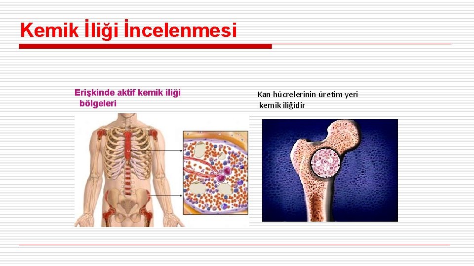 Kemik İliği İncelenmesi Erişkinde aktif kemik iliği bölgeleri Kan hücrelerinin üretim yeri kemik iliğidir