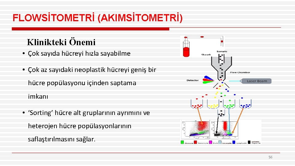 FLOWSİTOMETRİ (AKIMSİTOMETRİ) Klinikteki Önemi • Çok sayıda hücreyi hızla sayabilme • Çok az sayıdaki