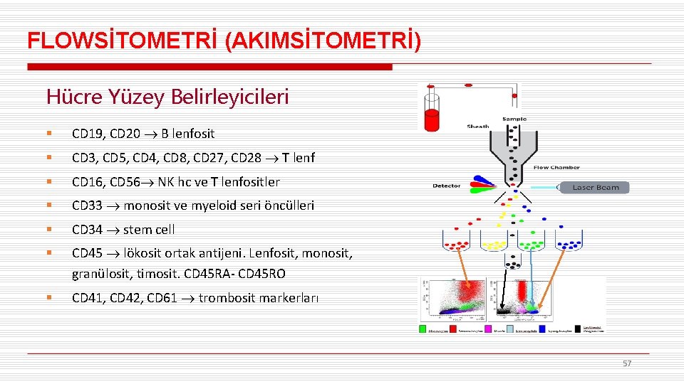FLOWSİTOMETRİ (AKIMSİTOMETRİ) Hücre Yüzey Belirleyicileri § CD 19, CD 20 B lenfosit § CD