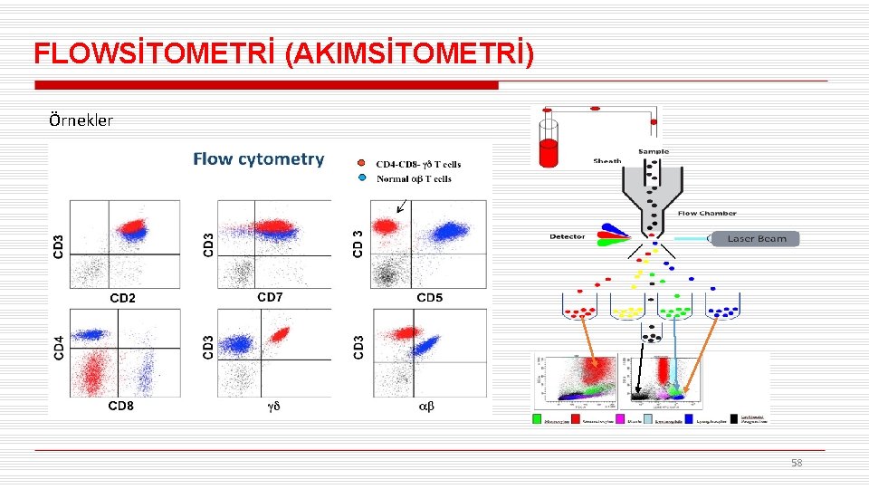 FLOWSİTOMETRİ (AKIMSİTOMETRİ) Örnekler 58 