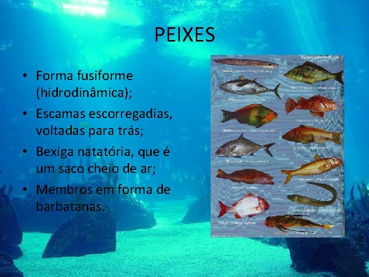 PEIXES • Forma fusiforme (hidrodinâmica); • Escamas escorregadias, voltadas para trás; • Bexiga natatória,