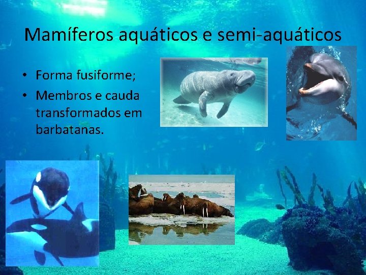 Mamíferos aquáticos e semi-aquáticos • Forma fusiforme; • Membros e cauda transformados em barbatanas.