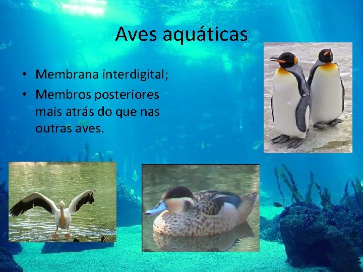Aves aquáticas • Membrana interdigital; • Membros posteriores mais atrás do que nas outras