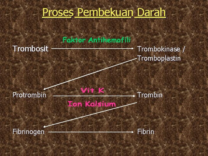 Proses Pembekuan Darah Trombosit Trombokinase / Tromboplastin Protrombin Trombin Fibrinogen Fibrin 