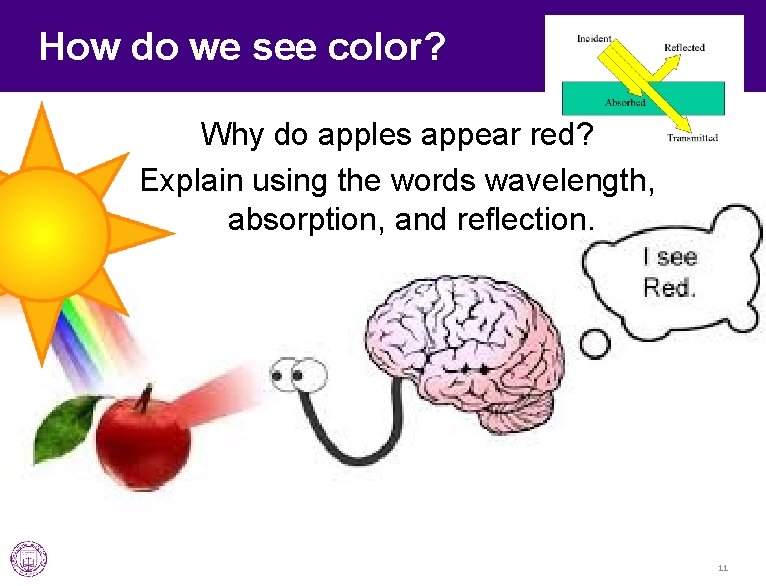 How do we see color? Why do apples appear red? Explain using the words