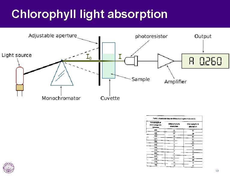 Chlorophyll light absorption 13 