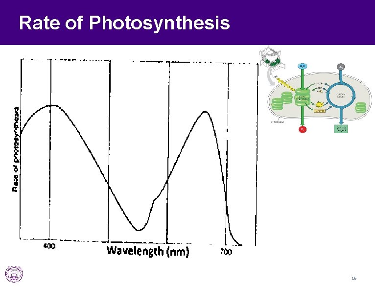 Rate of Photosynthesis 16 