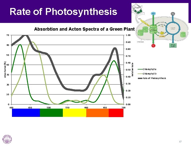 Rate of Photosynthesis Absorbtion and Acton Spectra of a Green Plant 70 1. 00