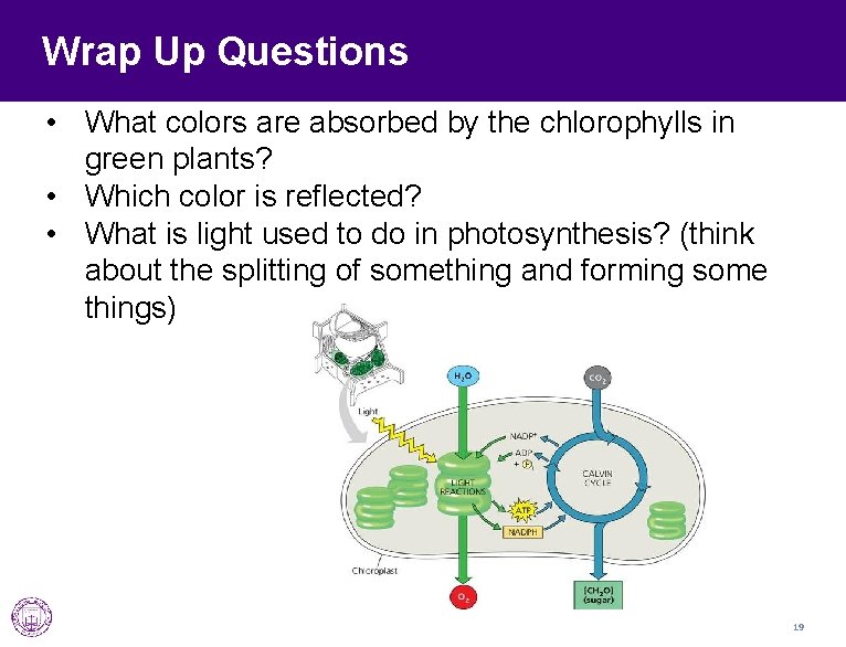 Wrap Up Questions • What colors are absorbed by the chlorophylls in green plants?