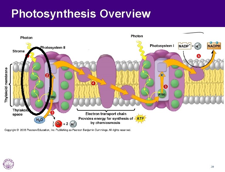Photosynthesis Overview 20 