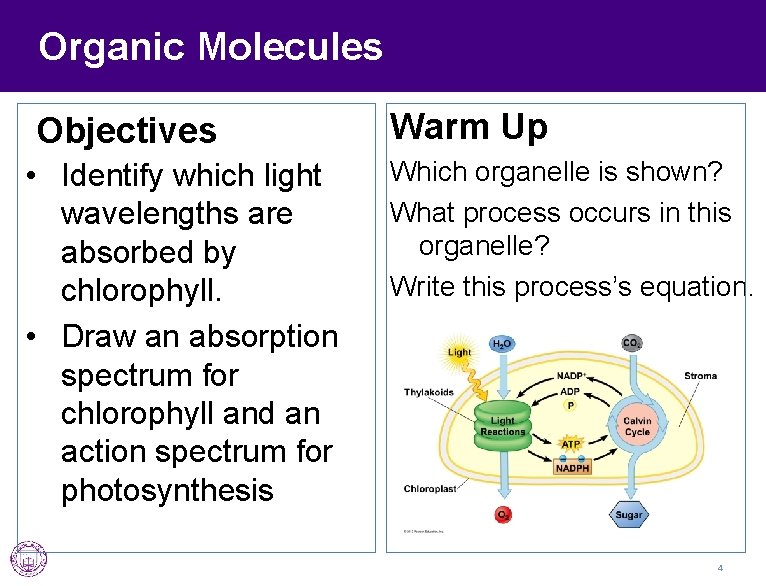 Organic Molecules Objectives • Identify which light wavelengths are absorbed by chlorophyll. • Draw